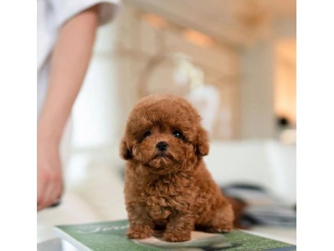 Üst kalite toy poodle bebeklerimiz