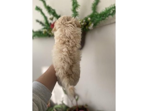 Maltipoo bebek yeni yuvasını arıyor