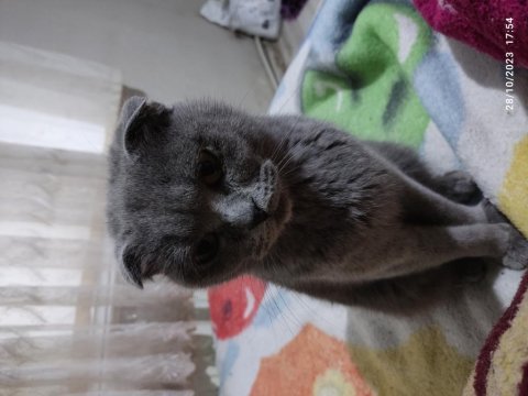Mama karşılığı sahiplendirme british shorthair