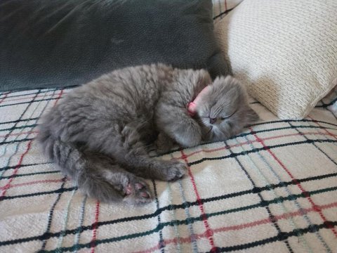 British longhair 1 yaşındaki kızıma eş arıyorum