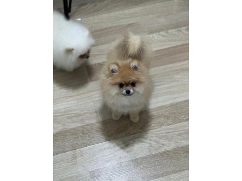 Ultra kalite ayı surat pomeranian boo