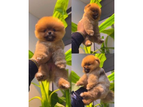 Ayı surat pomeranian yavrularımız ırk garantili