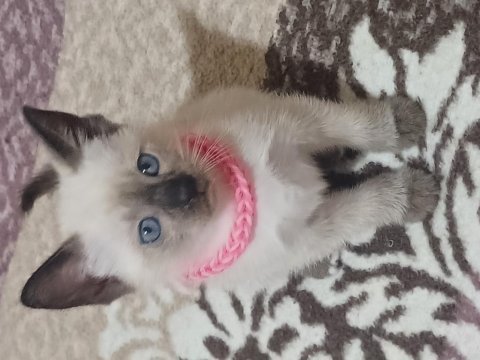 Üç adet safkan siyam kedisi yavrusu