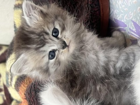 50 günlük safkan british longhair yavrumuz ilanda