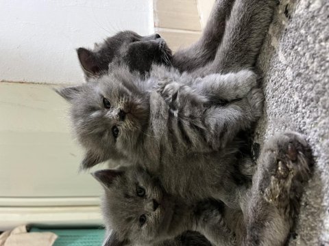 British longhair kedimiz