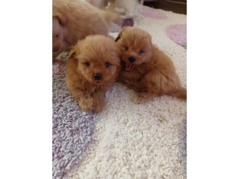 Pomapoo bebekler