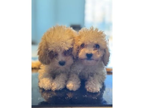 Toy poodle dişi