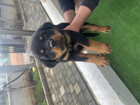 Dişi safkan macar rottweiler (erkekten iri)