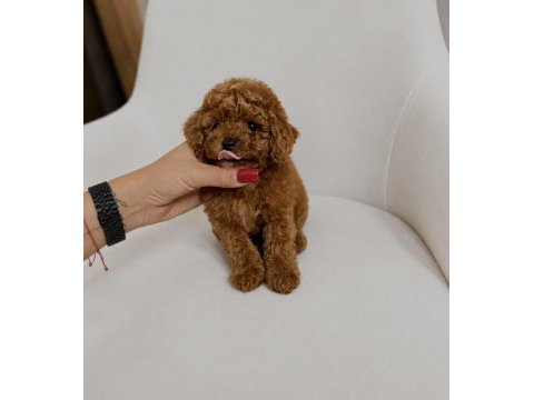 Mikro teacup poodle korean