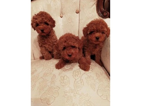 Petmode köpek çiftliğinde ziyarete açık toy poodlr