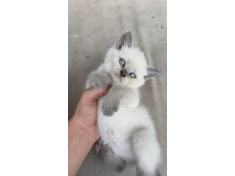Yavru kedilerimizi sahiplendiriyoruz