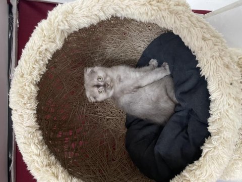 Scottish fold yavrumuz