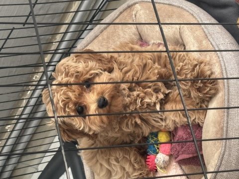 4.5 aylık dişi maltipoo yuva aranıyor