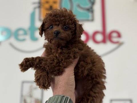 700 gr 4 aylık micro tea cup kore poodle