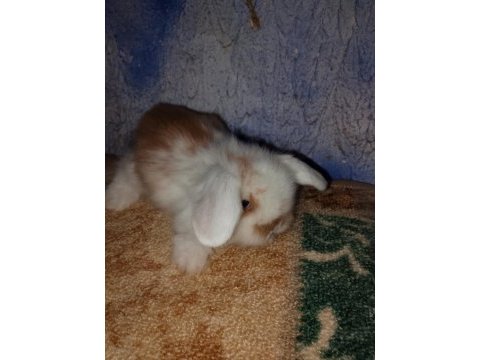 Teddy lop tavşan yavrular mavi göz yavrular