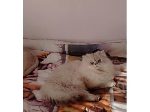 Kedimiz ömürlük yuva arıyorlar