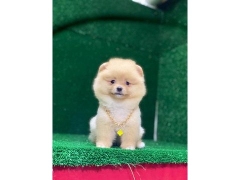 Blacks petshop garantisiyle pomeranian boo yavrularımız