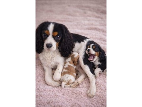Muhteşem cavalier king charles bebekler tricolor bleinheim