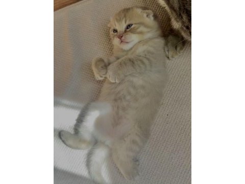 Dünya tatlısı erkek yavru scottish fold