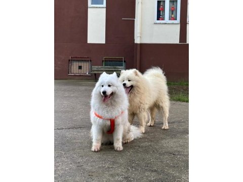 Tr şampiyonu yavrusu, mükemmel kalite dişi samoyed