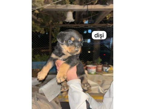 A kalite rottweiler bebeklerimiz