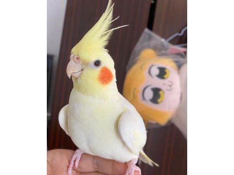 Sultan papağanı eğitimsiz yarı ve tam eğitimli