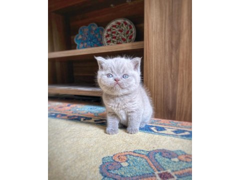 A kalite british shorthair fawn color