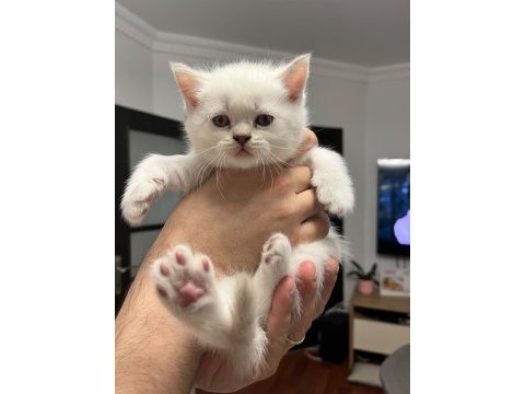 British shorthair yavrularım
