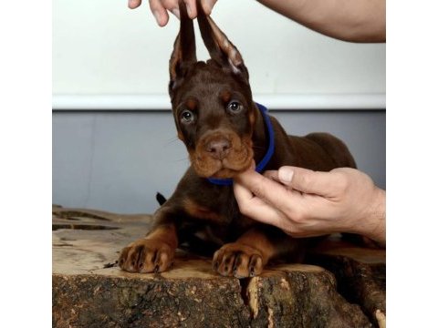 Sağlık ve ırk garantili doberman