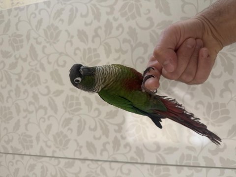 Full evcil konuşan konur 81 ile gönderim mevcuttur