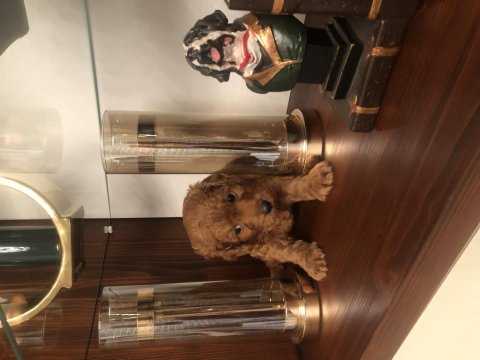 Sağlık garantili çiş ped eğitimli toy poodle yavrumuz