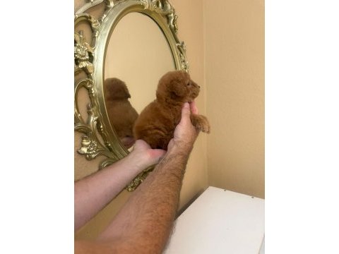 Toy poodle kore