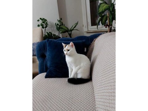 Calıco cinsi saklambaç oyununu bilen şeker