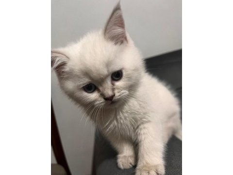 British shorthair yavrumuz