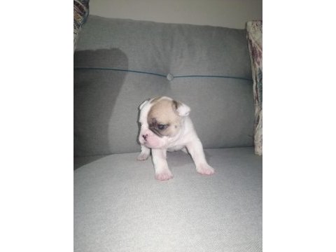 French bulldog