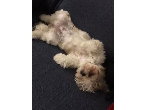Dişi shih-tzu (şitsu) liya