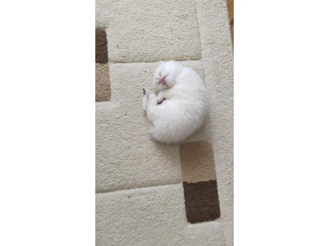 Kaçırmayın çok tatlı bir erkek kedidir