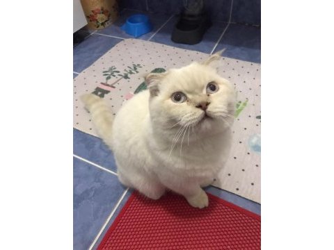 1 yaşında scottish fold erkek