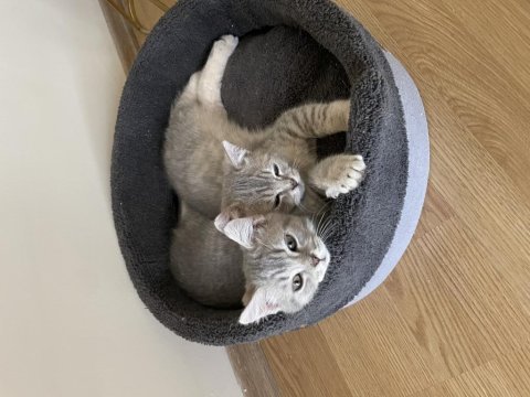 Henüz 4 aylık chinchilla 2 ay önce aldım