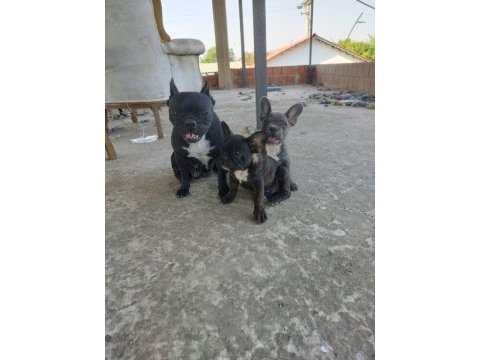 İzmir blue french bulldog yavru dişi erkek