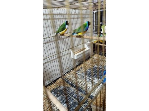 Sahibinden farklı renklerden ve cinslerden finch kuşlar