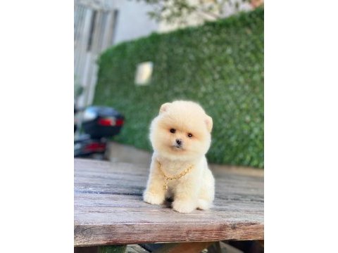 Pomeranian boo