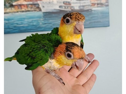 Mükemmel kayıko bebekler