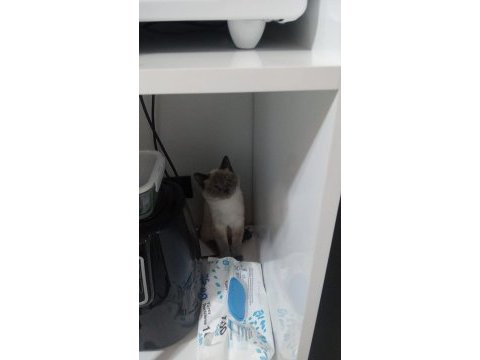 1 tane british shorthair 1 tane british longhair