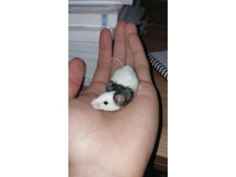 Panda mice yavrularımız