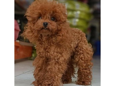 Kore yavrusu a kalite teacup red brown toy poodle yavrular