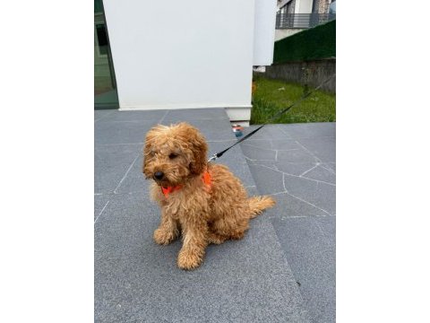 3 aylık eğitimleri tam toy poodle