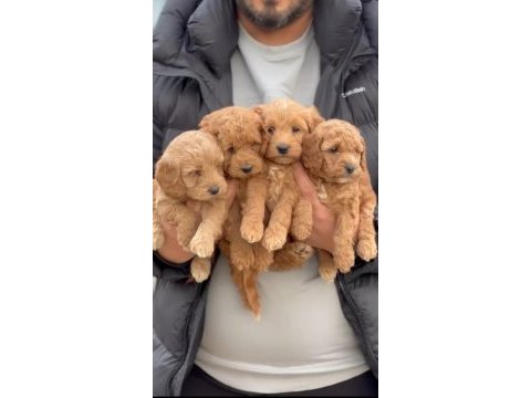 Ankaranın gözde maltipoo bebekleri