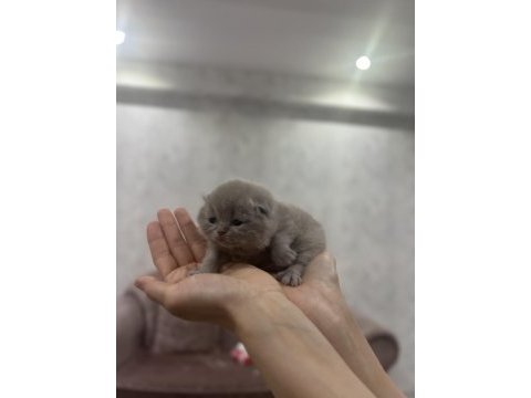 Scottish fold yavru