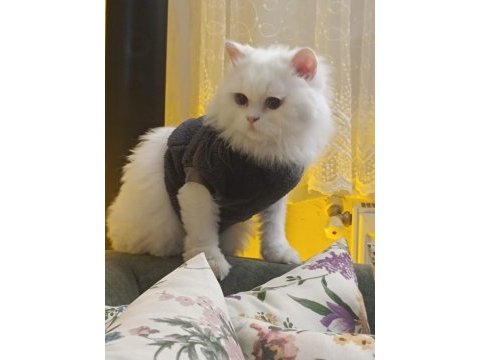 Ücretsiz sahiplendirme erkek kedimiz